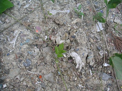 廃プラスチック類の混ざったゴミ